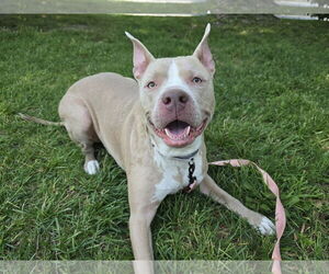 American Pit Bull Terrier-Unknown Mix Dogs for adoption in Millersville, MD, USA