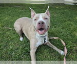 Small American Pit Bull Terrier Mix