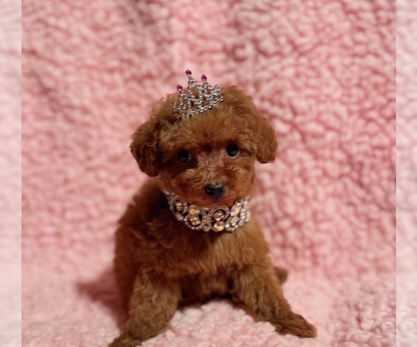 Medium Photo #5 Poodle (Toy) Puppy For Sale in REDLANDS, CA, USA