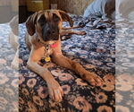 Small #2 Black Mouth Cur Mix