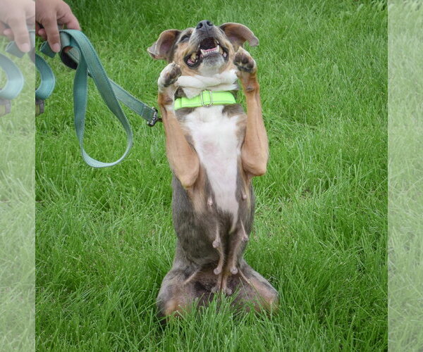 Medium Photo #6 Beagle-Unknown Mix Puppy For Sale in Huntley, IL, USA