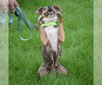 Small #5 Beagle Mix