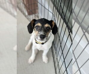 Bea-Tzu Dogs for adoption in The Woodlands, TX, USA