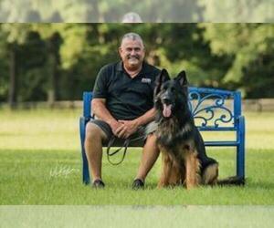 Father of the German Shepherd Dog puppies born on 11/24/2023