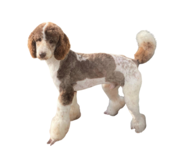 Medium Photo #1 Bordoodle Puppy For Sale in CRESTON, OH, USA