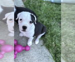 Small #1 American Pit Bull Terrier-Labrador Retriever Mix