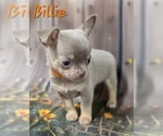 Small #3 Chihuahua