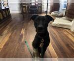 Small #1 American Pit Bull Terrier-Labrador Retriever Mix