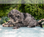 Puppy Knox Miniature Bernedoodle