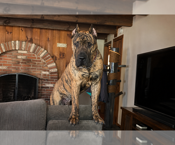 Medium Photo #1 Presa Canario Puppy For Sale in ANSON, ME, USA