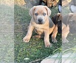 Small #4 Cane Corso