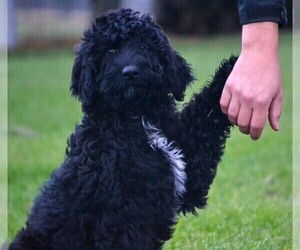 Miniature Bernedoodle Puppy for sale in NILES, MI, USA