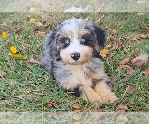 Aussiedoodle Miniature Puppy for sale in HOLDEN, MO, USA