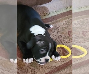 American Pit Bull Terrier Puppy for sale in COLORADO SPRINGS, CO, USA