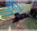Small Photo #13 Labrador Retriever Puppy For Sale in SHREWSBURY, MA, USA