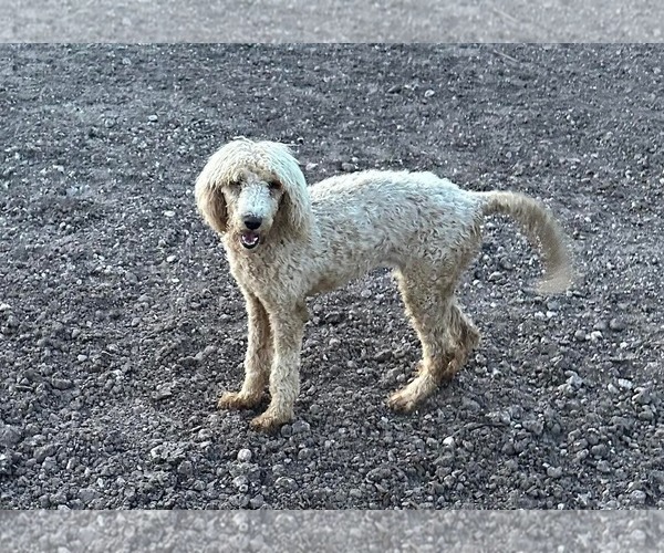 Medium Photo #3 Poodle (Miniature)-Unknown Mix Puppy For Sale in Grafton, WI, USA