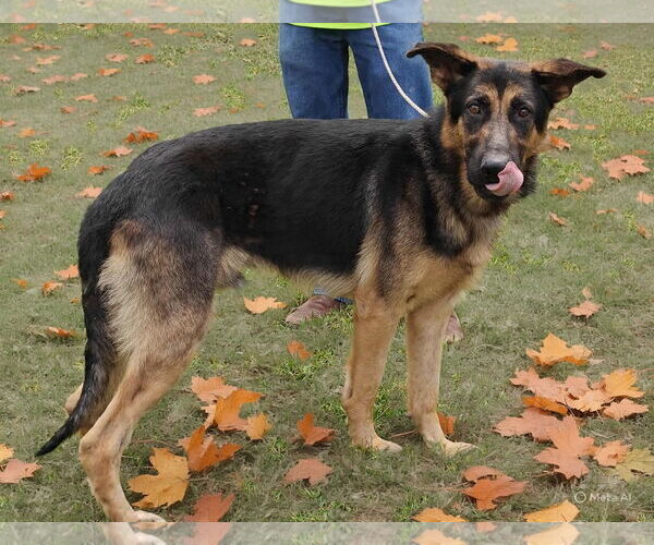 Medium Photo #8 German Shepherd Dog Puppy For Sale in Talladega, AL, USA