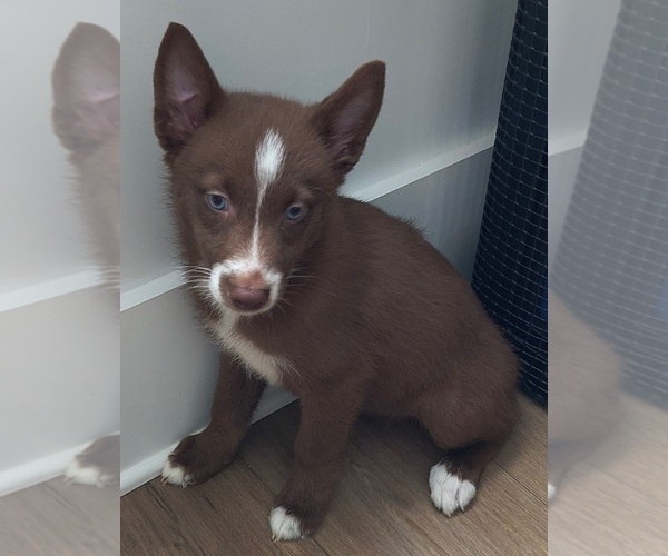 Medium Photo #1 Pomsky Puppy For Sale in CHARLOTTE, NC, USA