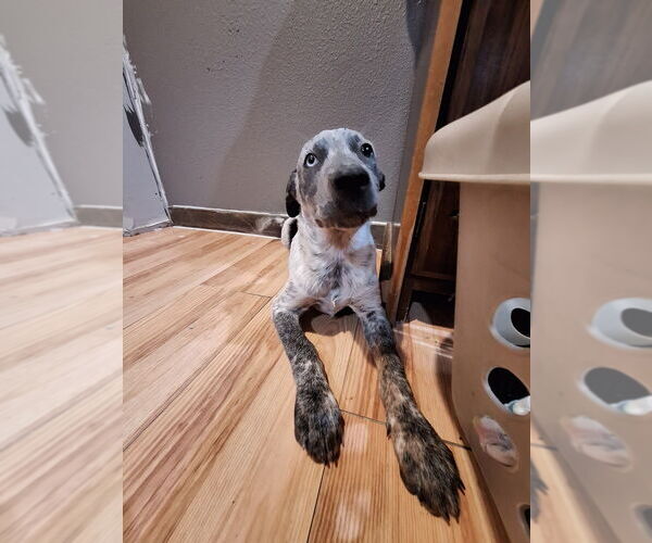 Medium Photo #2 Mutt Puppy For Sale in Brewster, NY, USA
