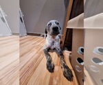 Small #1 Mutt