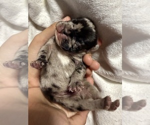 French Bulldog Puppy for sale in NAPLES, FL, USA