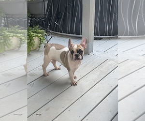 French Bulldog Puppy for sale in LEXINGTON, NC, USA