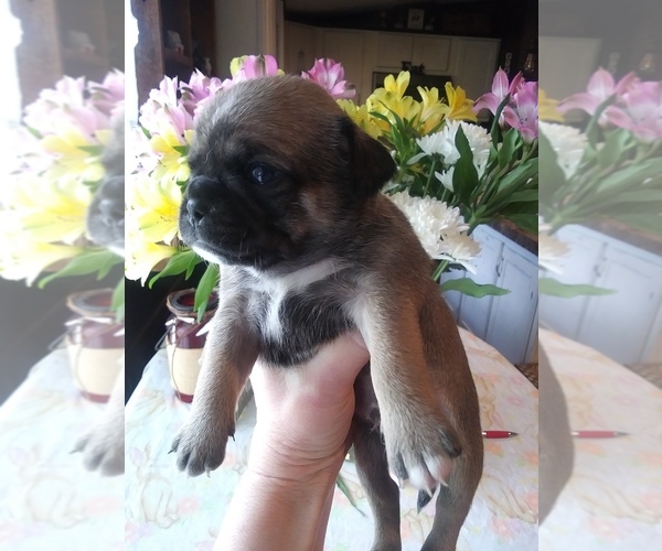Medium Photo #1 Chug Puppy For Sale in NEW WAVERLY, TX, USA