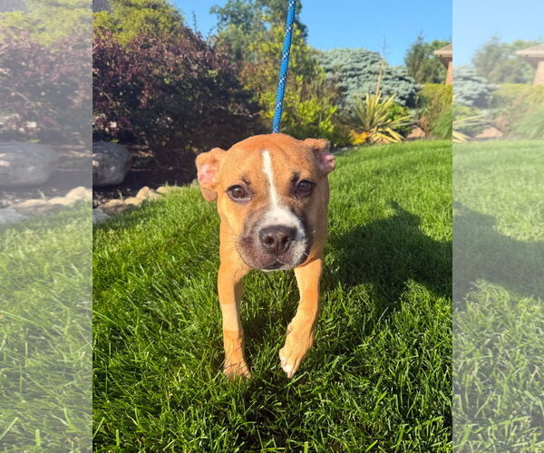 Medium Photo #16 Bulldog-Unknown Mix Puppy For Sale in Germantown, OH, USA