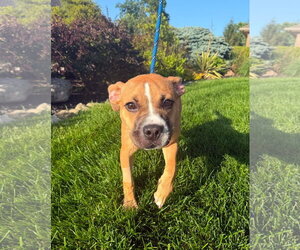 Moon Pie - Female Bulldog-Unknown Mix Dog for Adoption - Photo #16