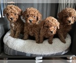 Small Photo #1 Poodle (Toy) Puppy For Sale in LANSDALE, PA, USA