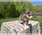 Small Photo #18 Pomsky Puppy For Sale in DRACUT, MA, USA