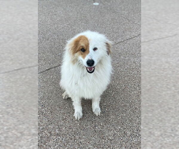 Medium Photo #3 Golden Pyrenees Puppy For Sale in Dallas, TX, USA