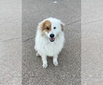 Small #2 Golden Pyrenees
