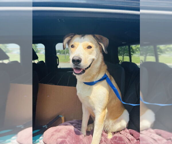 Medium Photo #7 Alaskan Malamute-German Shepherd Dog Mix Puppy For Sale in Ball Ground, GA, USA