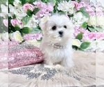 Small Photo #53 Maltese Puppy For Sale in HAYWARD, CA, USA