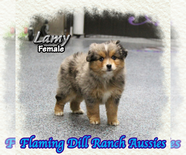 Medium Photo #1 Miniature Australian Shepherd Puppy For Sale in FORESTBURG, TX, USA