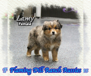 Miniature Australian Shepherd Puppy for sale in FORESTBURG, TX, USA