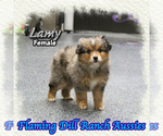 Image preview for Ad Listing. Nickname: Lamy