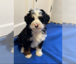 Small Photo #9 Bernedoodle (Miniature) Puppy For Sale in MILWAUKEE, WI, USA