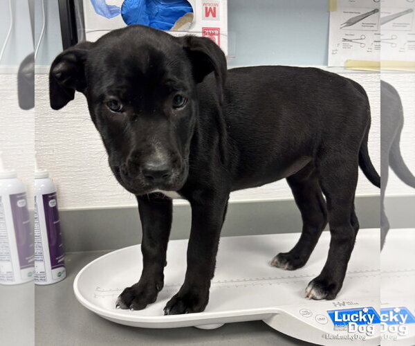 Medium Photo #2 Labrador Retriever-Unknown Mix Puppy For Sale in Washington, DC, USA