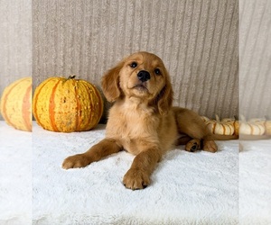 Golden Retriever Puppy for sale in INDIANAPOLIS, IN, USA