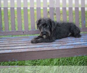 Schnauzer (Miniature) Puppy for sale in BARNESVILLE, KS, USA