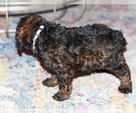 Small Photo #4 Poodle (Toy) Puppy For Sale in BALTIMORE, MD, USA