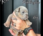 Small Photo #13 Bulldog Puppy For Sale in CYPRESS, TX, USA