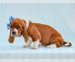 Small #4 Basset Hound