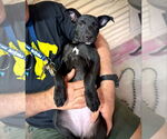 Small #9 American Staffordshire Terrier-German Shepherd Dog Mix