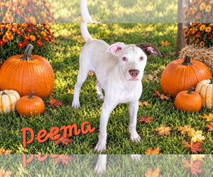 American Pit Bull Terrier-Australian Shepherd Mix Dogs for adoption in Southbury, CT, USA