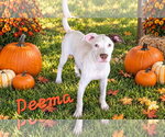 Deema - Female American Pit Bull Terrier-Australian Shepherd Mix Dog for Adoption - Small photo