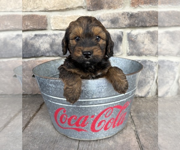 Medium Photo #4 Whoodle (Miniature) Puppy For Sale in MIDDLEBURY, IN, USA