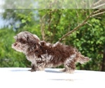 Small #25 ShihPoo